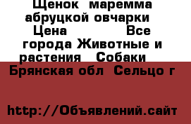 Щенок  маремма абруцкой овчарки › Цена ­ 50 000 - Все города Животные и растения » Собаки   . Брянская обл.,Сельцо г.